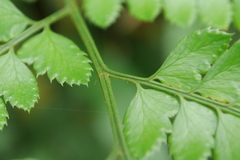 Arachniodes rhomboidea