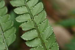 Arachniodes rhomboidea