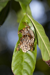 Mischocyttarus phthisicus