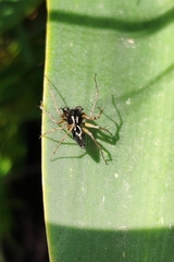 Oxyopes heterophthalmus
