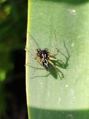 Oxyopes heterophthalmus
