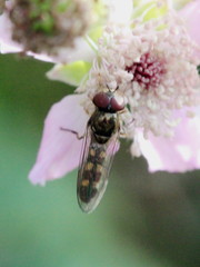 Platycheirus scutatus
