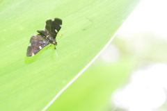 Piletocera aegimiusalis
