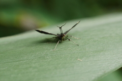Piletocera aegimiusalis