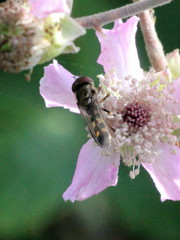 Platycheirus scutatus