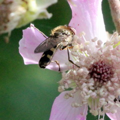 Platycheirus scutatus