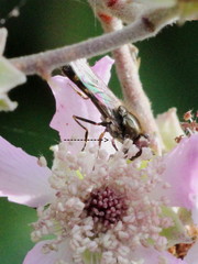 Platycheirus scutatus