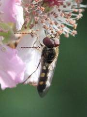 Platycheirus scutatus