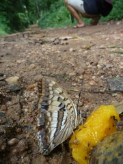 Charaxes boueti boueti