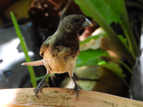 Yellow-bellied Seedeater
