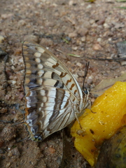 Charaxes boueti boueti