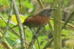 Synallaxis erythrothorax