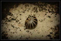 Arthrosphaera