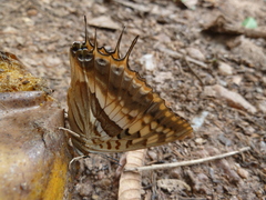 Charaxes boueti boueti