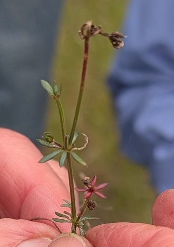 iNaturalist observation photo of bedstraws