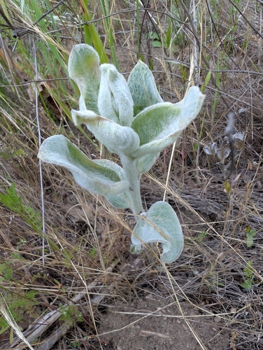 iNaturalist observation photo of woollypod milkweed