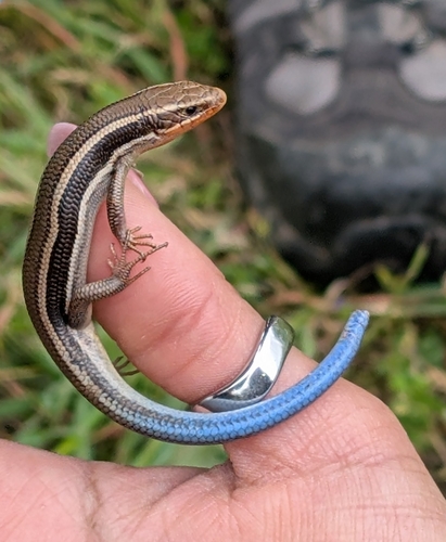 iNaturalist observation photo of Western Skink