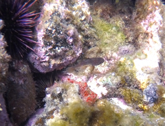 Vincentia conspersa