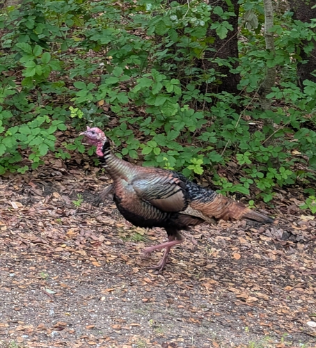 iNaturalist observation photo of Wild Turkey