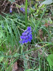 Muscari