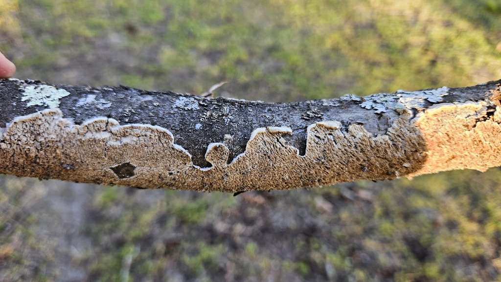Irpex lacteus · April 2026 · photo: © rust_bucket (iNaturalist, cc-by)