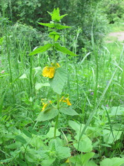 Rhynchocorys orientalis