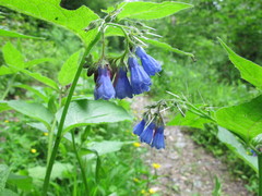 Symphytum caucasicum