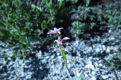 Disa obliqua