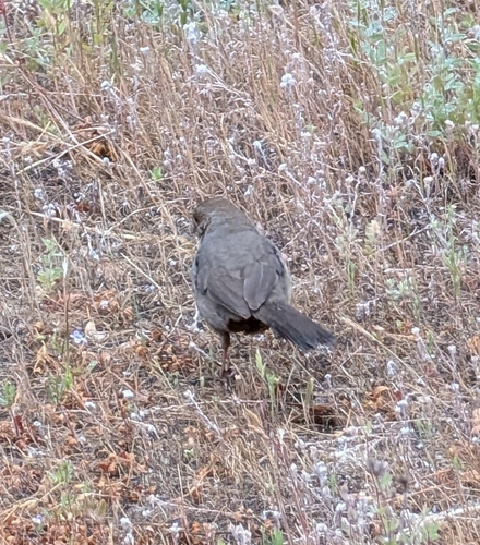 iNaturalist observation photo of California Towhee