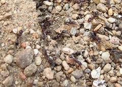 Tetramorium sericeiventre