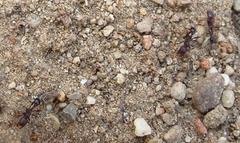 Tetramorium sericeiventre