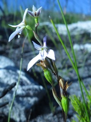 Disa obliqua