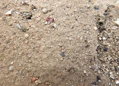 Tetramorium sericeiventre