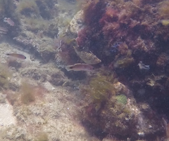 Meuschenia hippocrepis