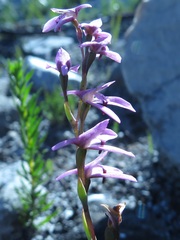 Disa obliqua