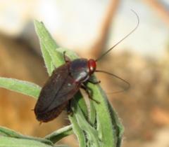 Oxyhaloa deusta