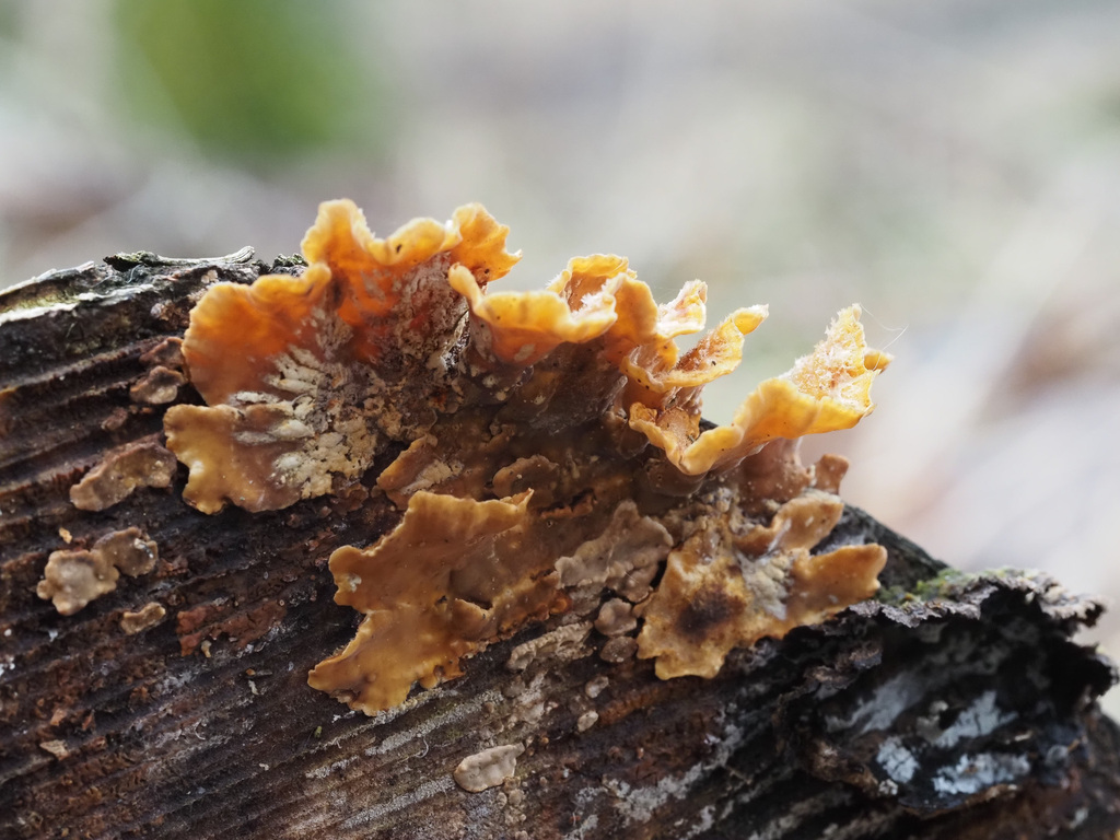 Stereum hirsutum · April 2026 · photo: © terolinjama (iNaturalist, cc0)