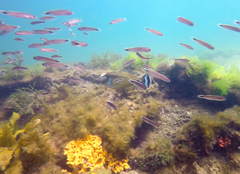 Meuschenia hippocrepis