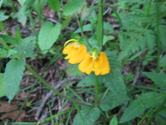 Rhynchocorys orientalis