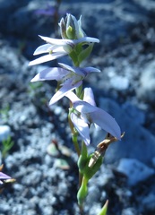 Disa obliqua