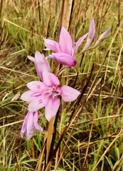 Gladiolus laxiflorus
