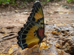 Euphaedra janetta