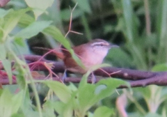 Cantorchilus modestus