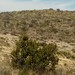 Juniperus deppeana deppeana - Photo (c) JOSE VALDEZ, alguns direitos reservados (CC BY-NC), uploaded by JOSE VALDEZ