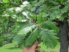 Quercus macranthera