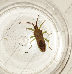 Plinachtus imitator
