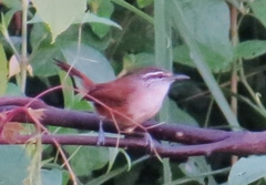 Cantorchilus modestus