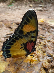 Euphaedra janetta