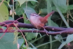 Cantorchilus modestus