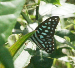 Graphium arycles